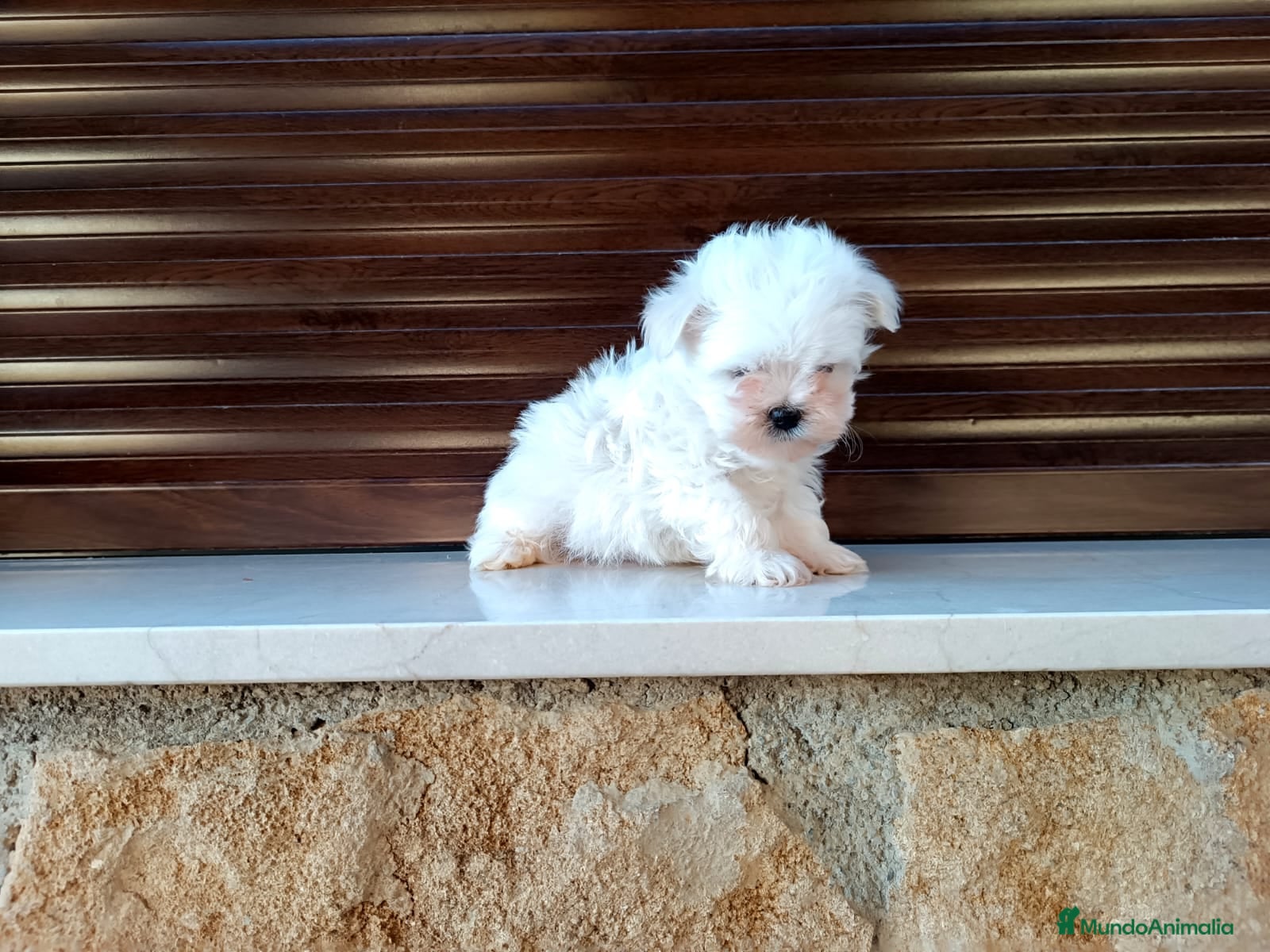 Maltipoo perros Maltipoo  - Anuncio 3