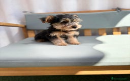 Yorkshire Terrier perros en venta: Yorkshire toy - Imagen 6