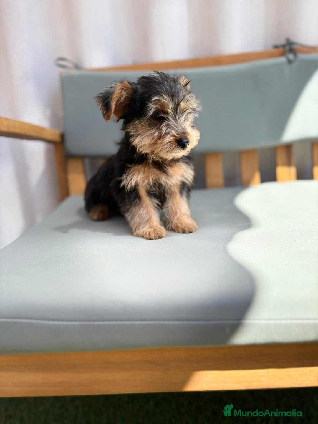 Yorkshire Terrier perros en venta: Yorkshire toy - Imagen 6
