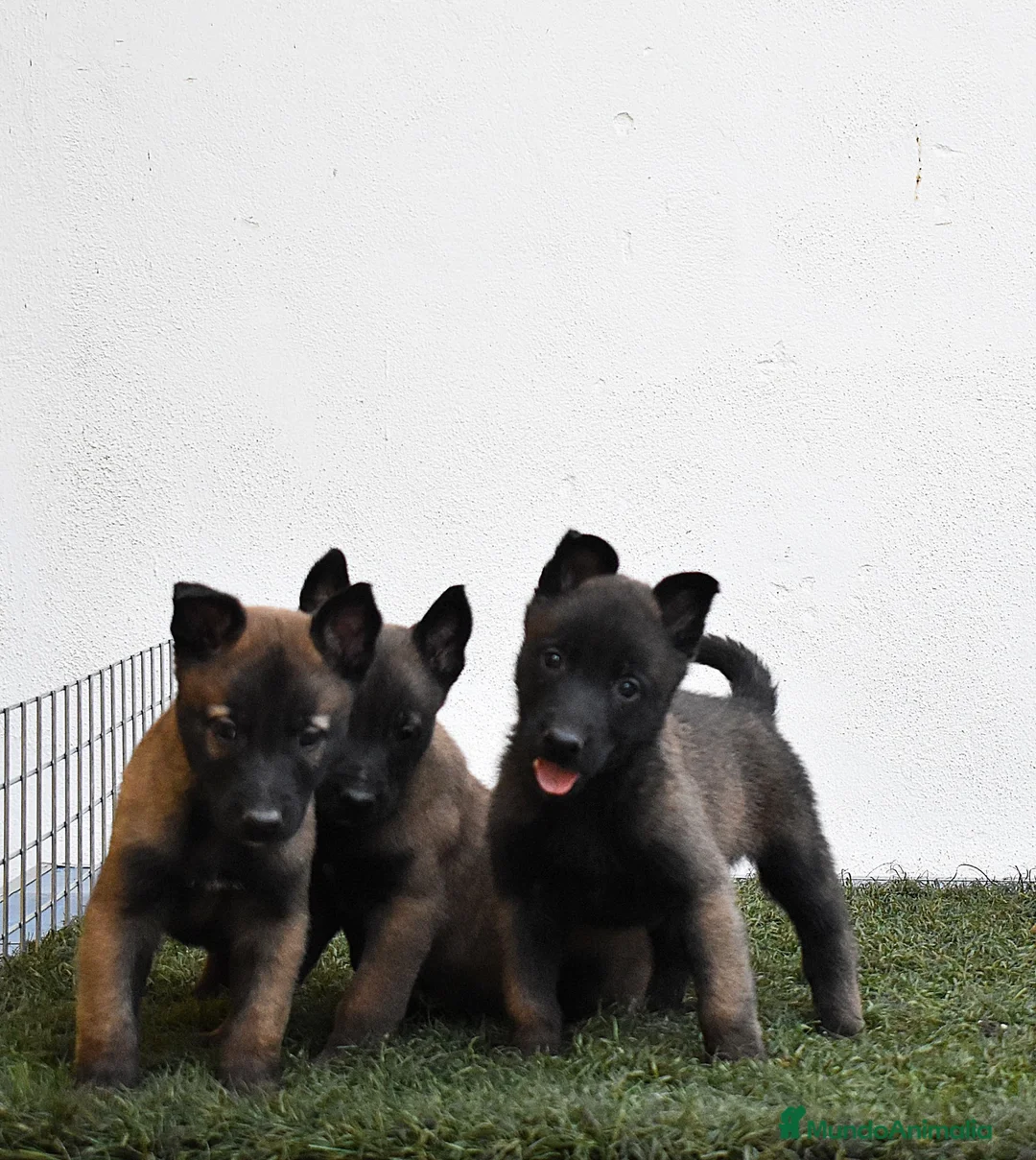 Pastor Belga Malinois perros en venta: pastor belga malinois  - Anuncio 2
