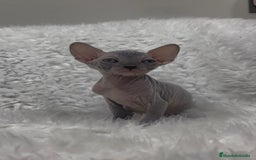 Sphynx gatos en venta: gato sphynx - Imagen 1
