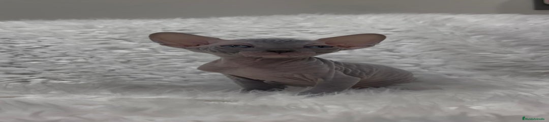 Sphynx Gatito 2