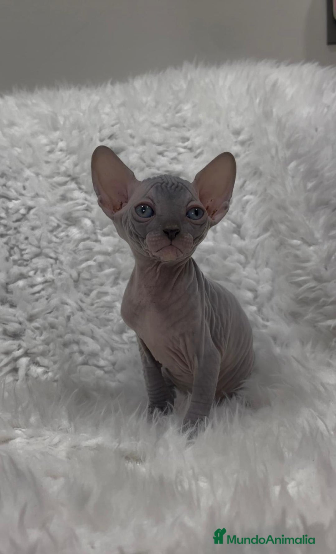Sphynx gatos en venta: gato sphynx - Imagen 1