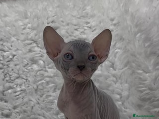 Sphynx gatos - Anuncio 33