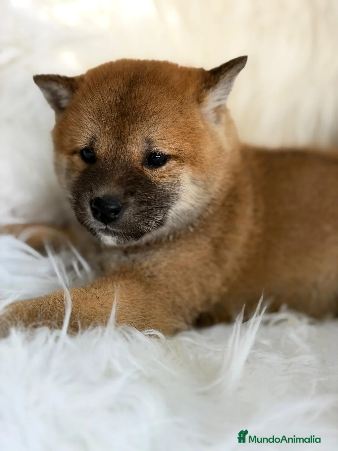 Shiba Inu perros en venta: SHIBA INU ROJO MACHO DISPONIBLE - Anuncio 5