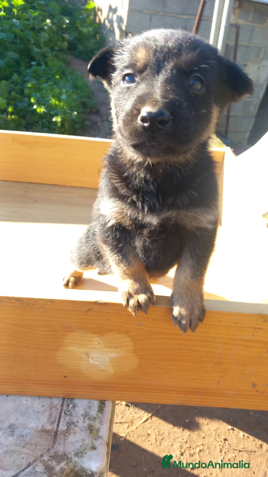 Pastor Alemán perros Pastor alemán de trabajo  - Anuncio 2