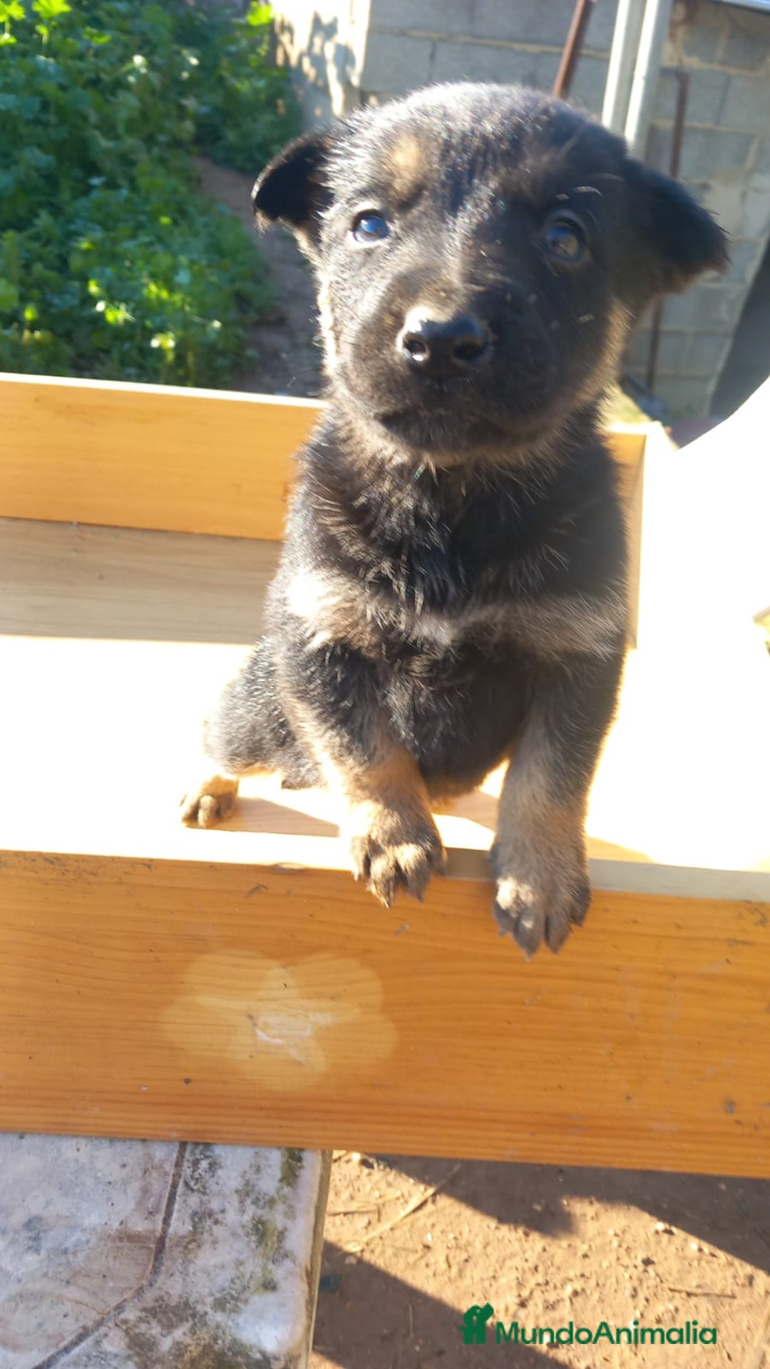 Pastor Alemán perros en venta: Pastor alemán de trabajo  - Anuncio 1