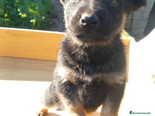 Pastor Alemán perros Pastor alemán de trabajo - Anuncio 2
