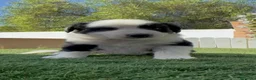 Border Collie perros en venta: 🐶 HEMBRAS BORDER COLLIE BLANCO Y NEGRO 🖤🤍 - Anuncio 25