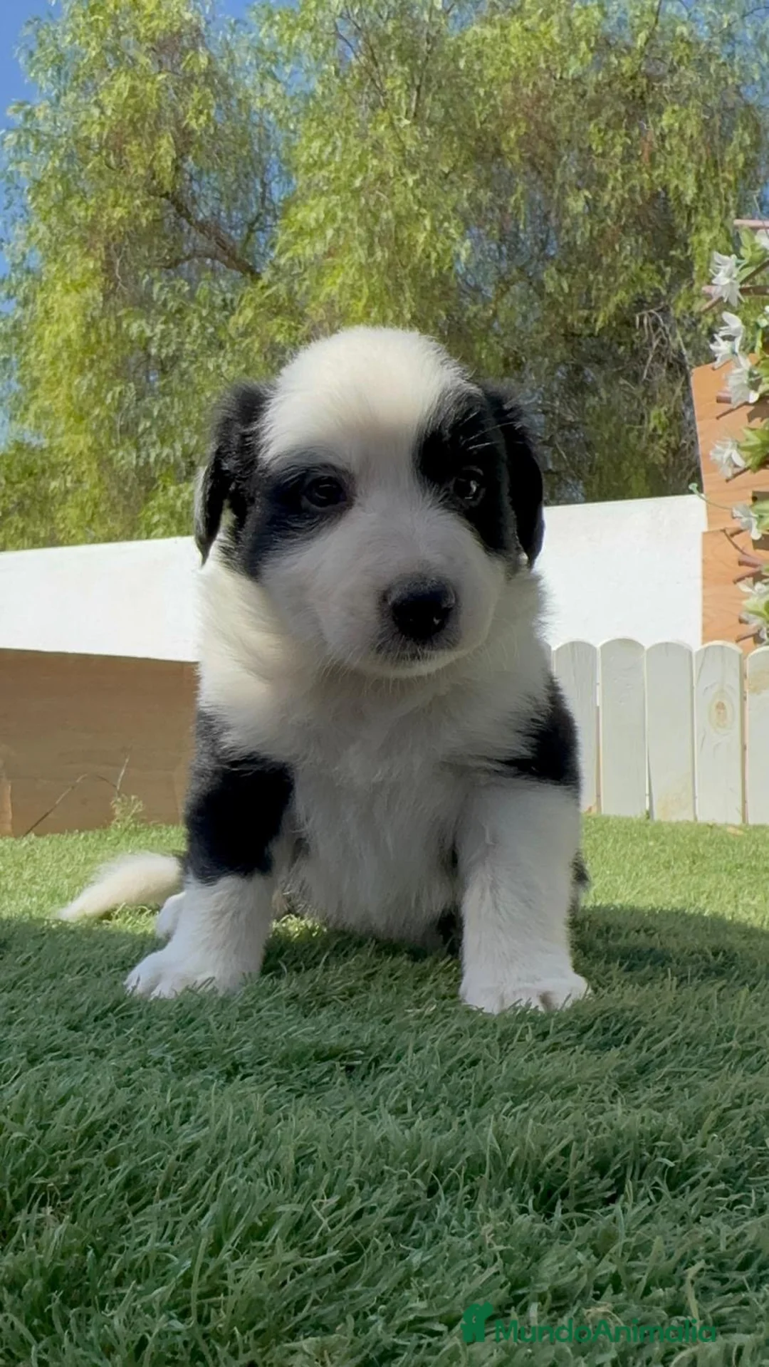 Border Collie perros en venta: 🐶 HEMBRAS BORDER COLLIE BLANCO Y NEGRO 🖤🤍 - Anuncio 25