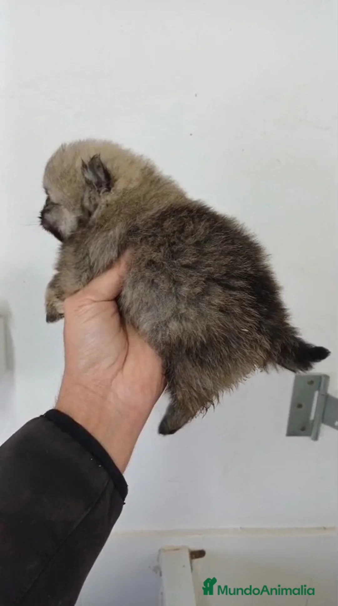 Pomerania perros en venta: Pomerania Mini Sable  - Anuncio 2