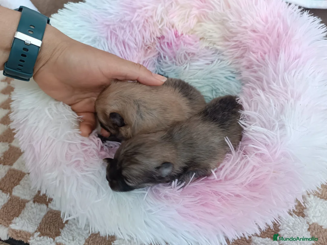 Pomerania perros en venta: HEMBRITAS POMERANIAS CHIQUITINAS - Anuncio 3