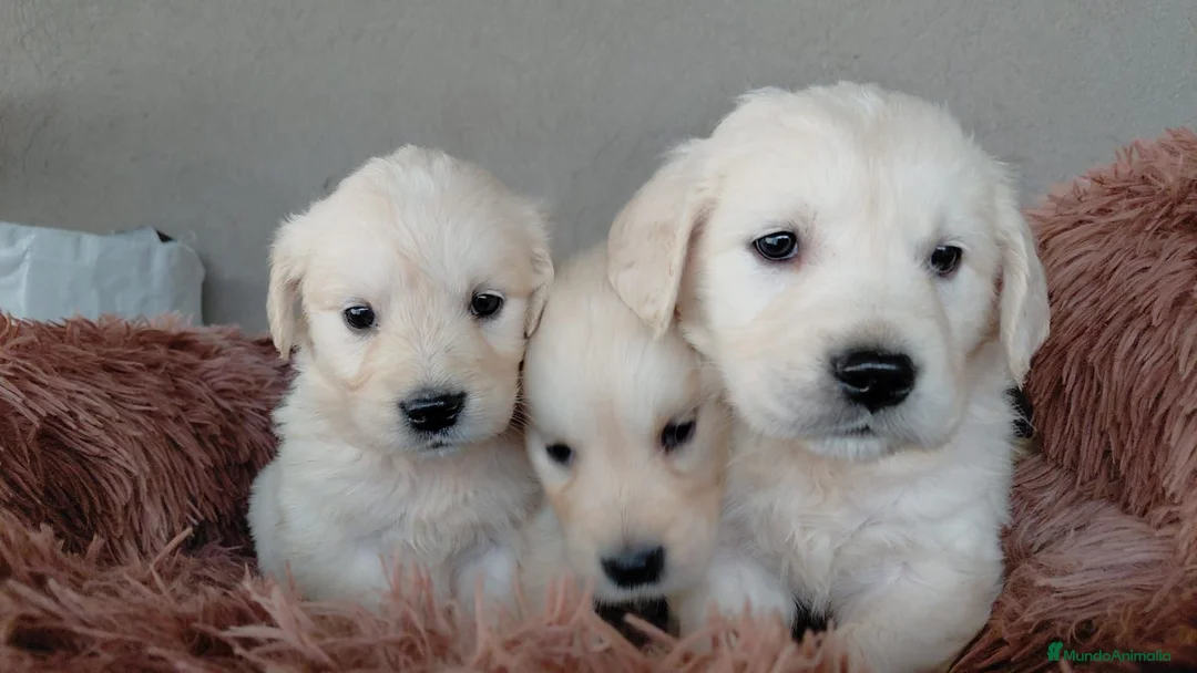 Golden Retriever perros en venta: Golden - Anuncio 2