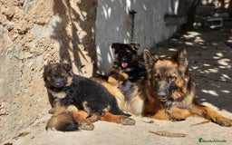 Pastor Alemán perros en venta: CACHORROS PASTOR ALEMÁN - Anuncio 3