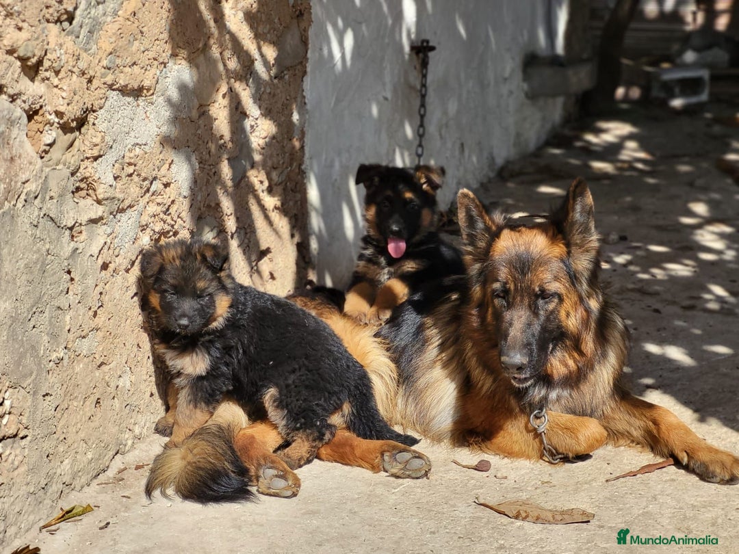 Pastor Alemán perros en venta: CACHORROS PASTOR ALEMÁN - Anuncio 3