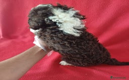 Perro de Agua Español perros en venta: Perro de Agua Español  - Imagen 2
