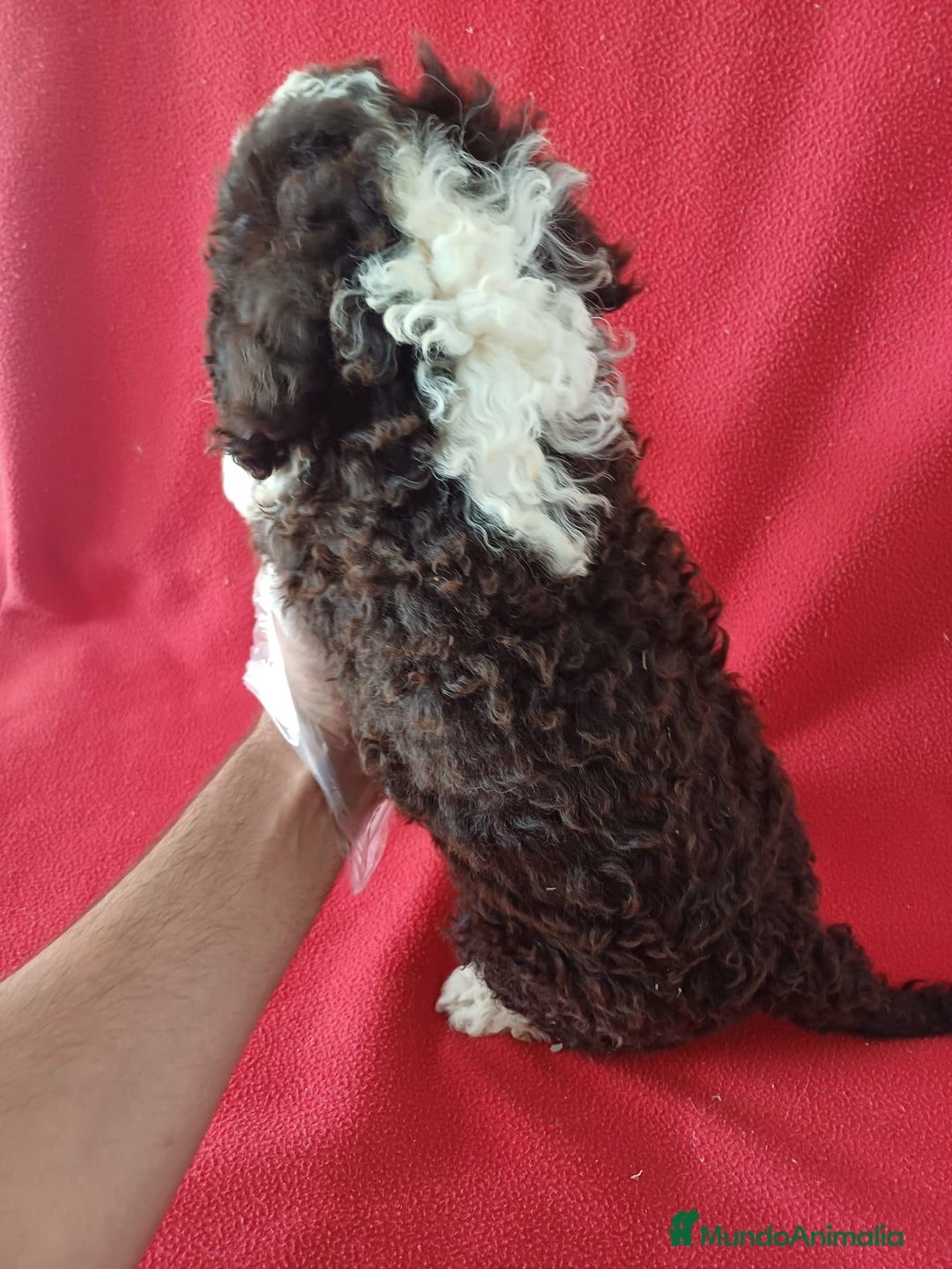 Perro de Agua Español perros en venta: Perro de Agua Español  - Imagen 2