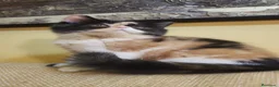 Exótico de Pelo Corto gatos en venta: Hembra tricolor exotico - Anuncio 1