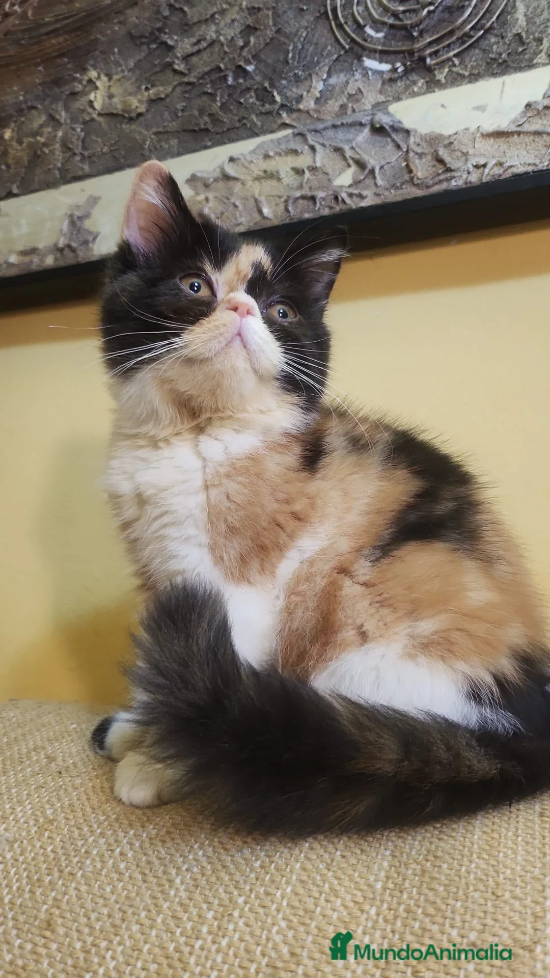 Exótico de Pelo Corto gatos en venta: Hembra tricolor exotico - Anuncio 1