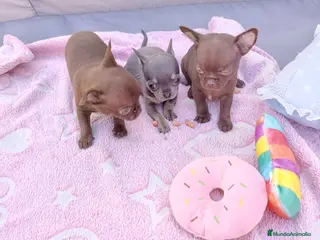 Chihuahua perros ‼️PRECIOSA CAMADA DE CHIHUAHUAS TAMAÑO MINI - Anuncio 4