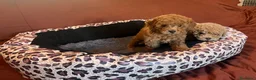 Caniche Toy perros en venta: Caniche toy rojos - Anuncio 1