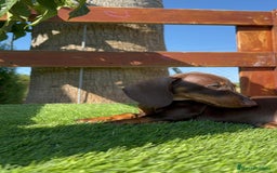 Teckel perros en venta: TECKEL MINIATURA HEMBRA - Imagen 14