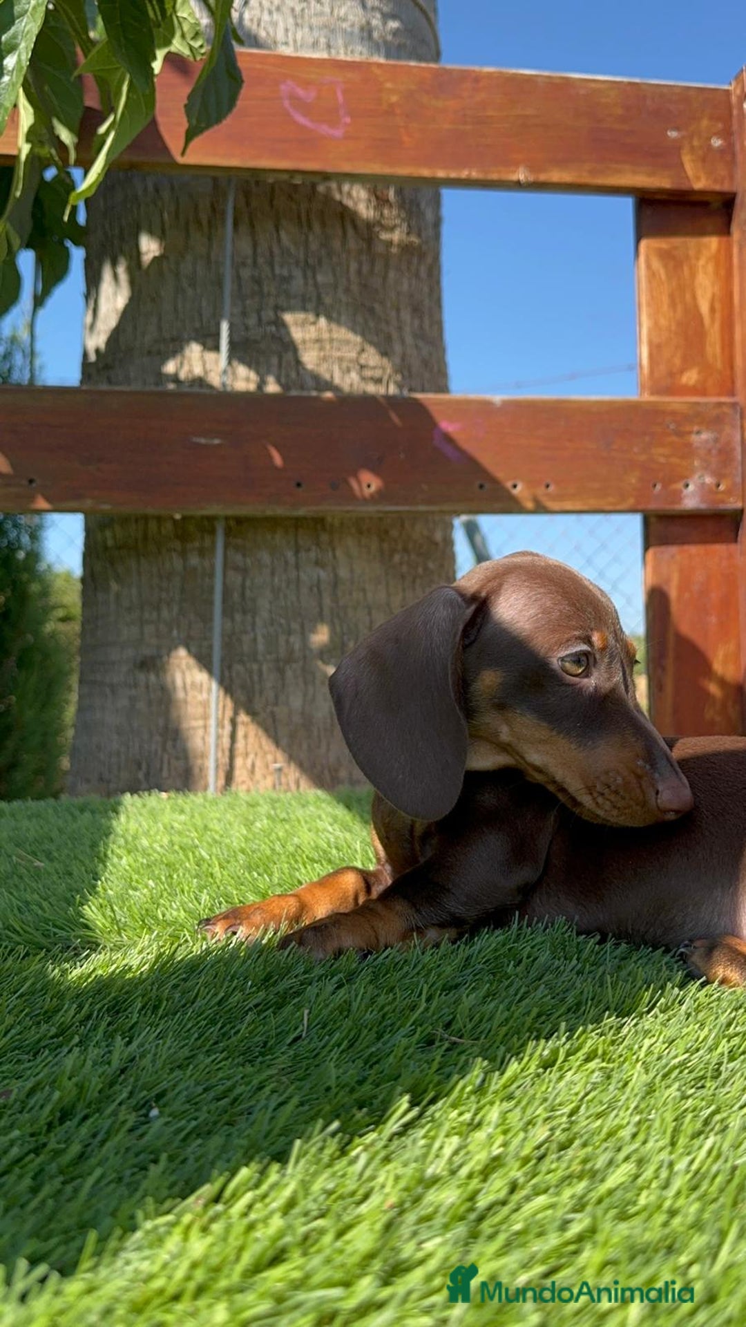 Teckel perros en venta: TECKEL MINIATURA HEMBRA - Imagen 14