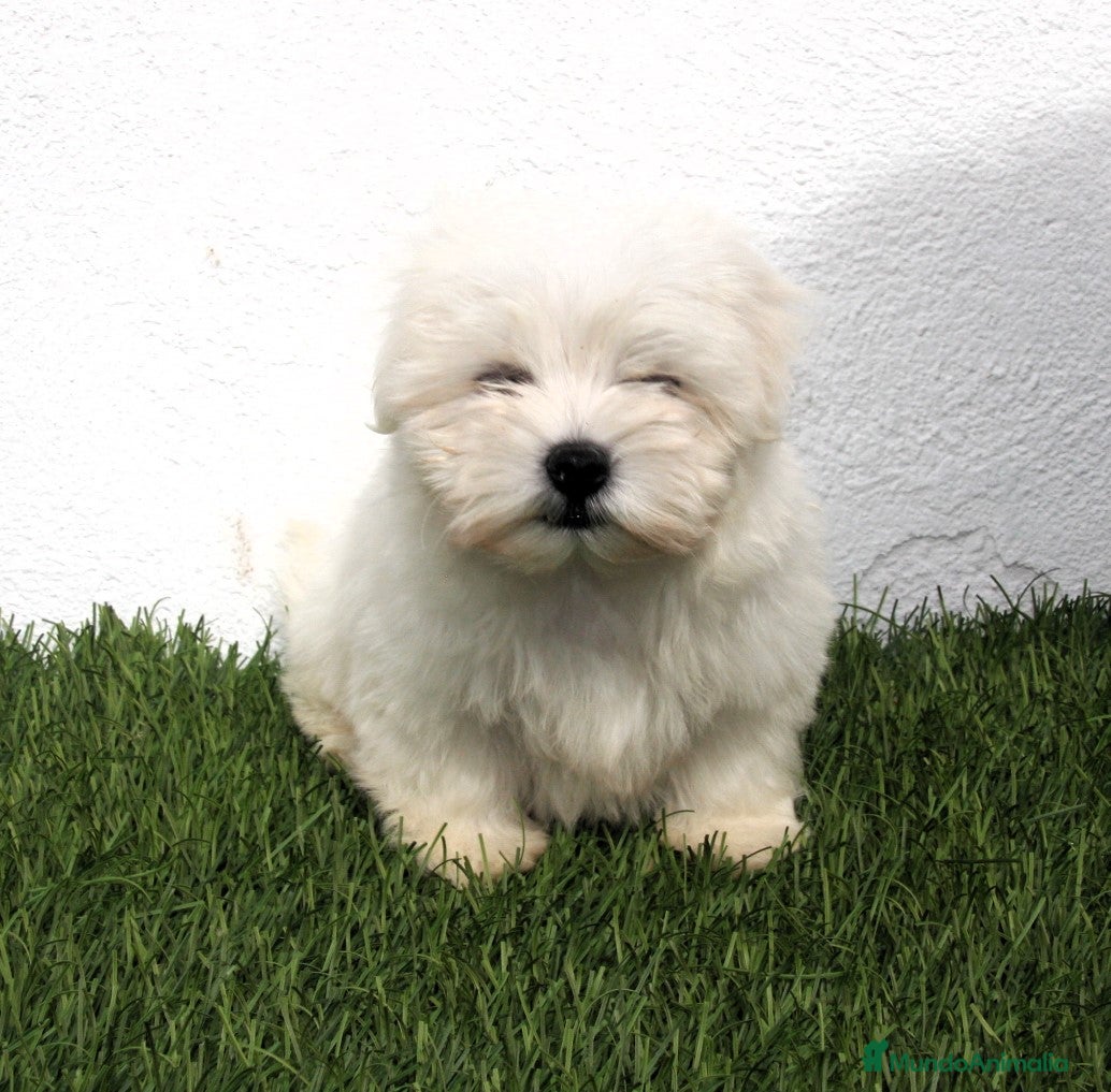 Bichón Maltés perros Bichon Maltes  - Anuncio 3