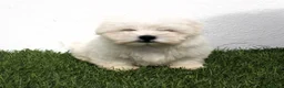 Bichón Maltés perros en venta: Bichon Maltes  - Anuncio 1