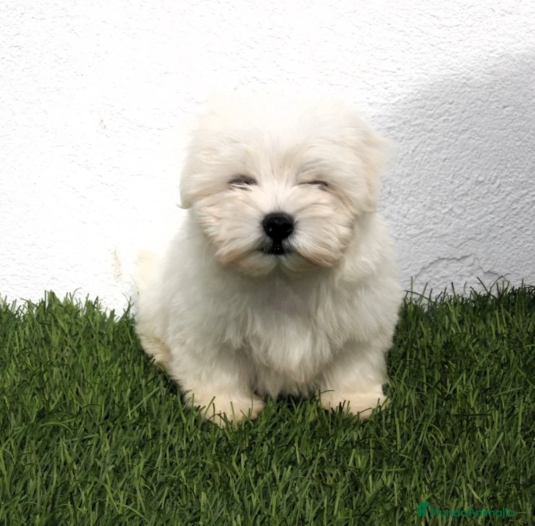 Bichón Maltés perros en venta: Bichon Maltes  - Anuncio 1