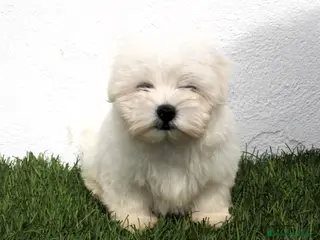 Bichón Maltés perros Bichon Maltes - Anuncio 1