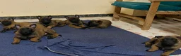 Pastor Belga Malinois perros en venta: Pastor belga malinois - Anuncio 1