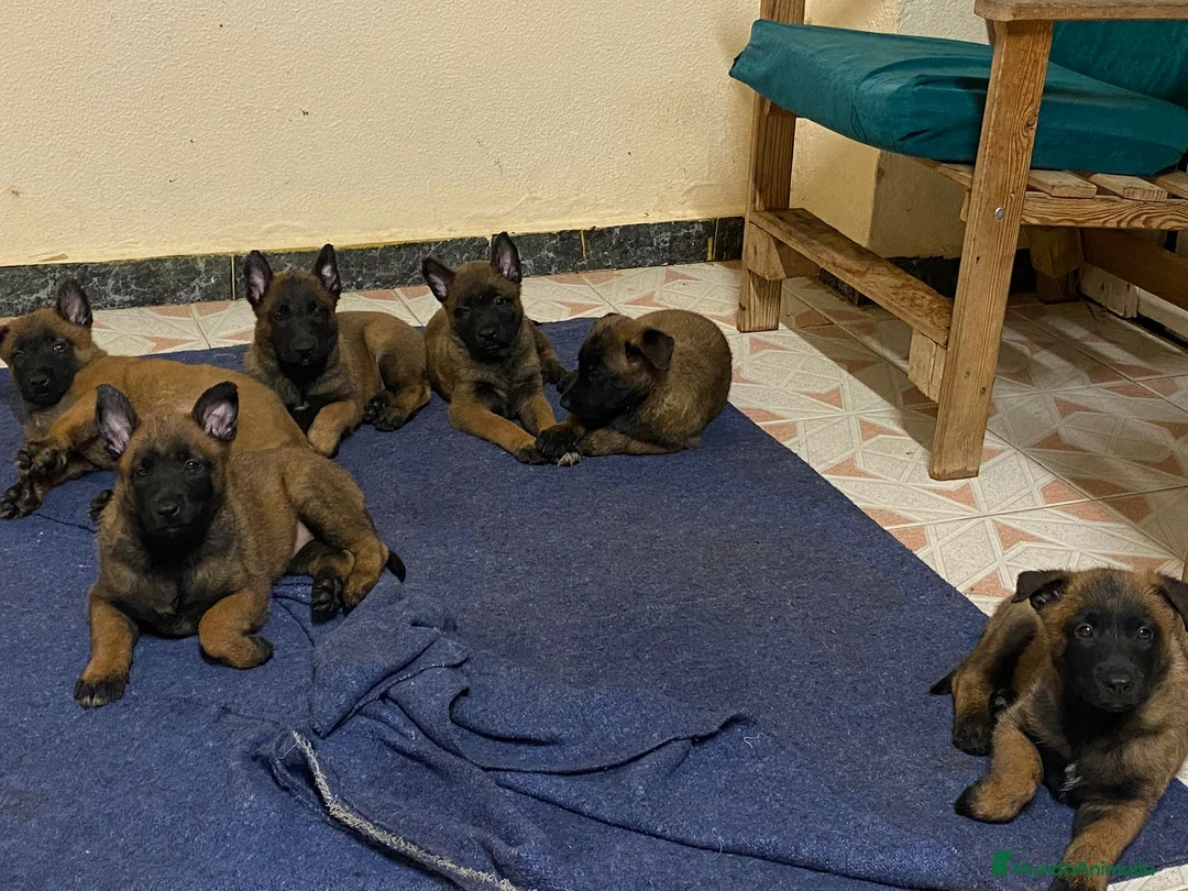 Pastor Belga Malinois perros en venta: Pastor belga malinois - Anuncio 1