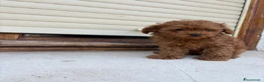 Caniche Toy 1