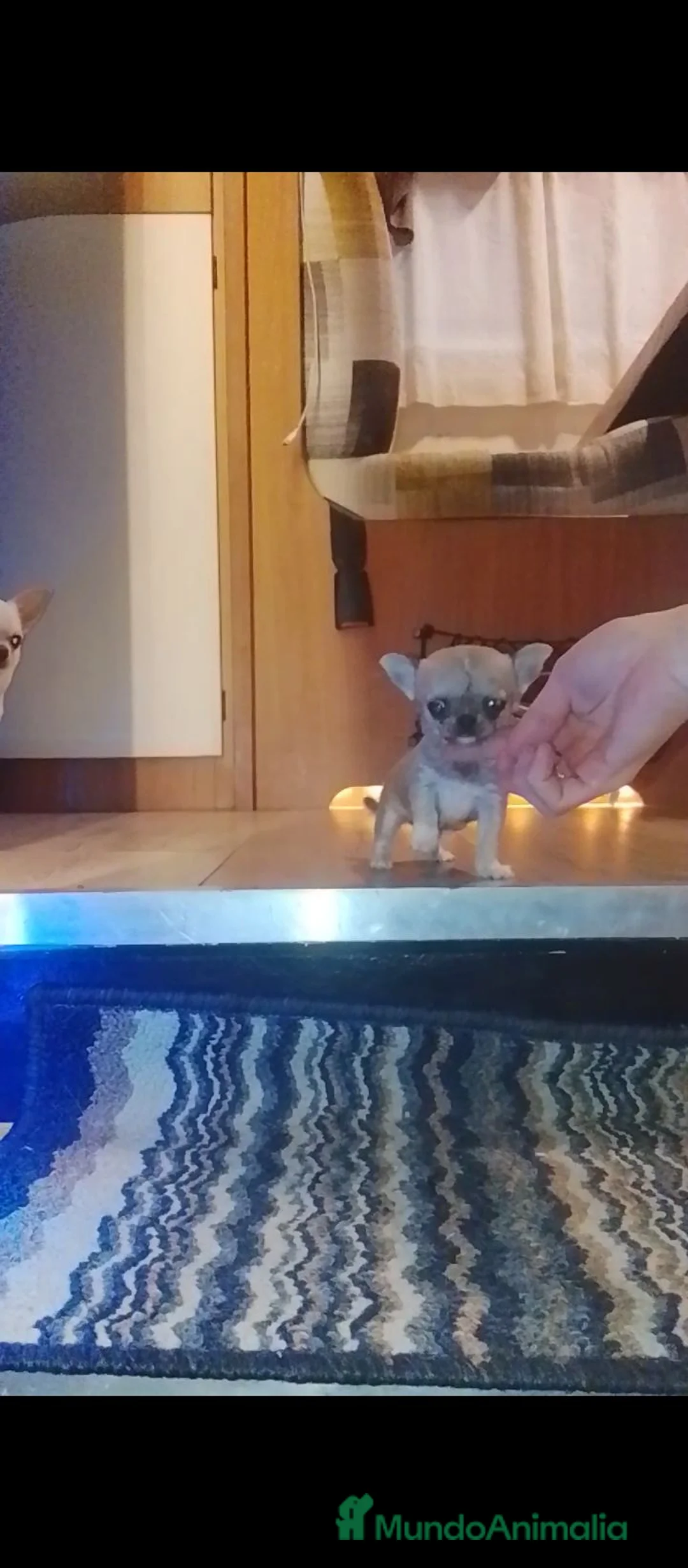 Chihuahua perros en venta: Chihuahua hembra - Anuncio 5