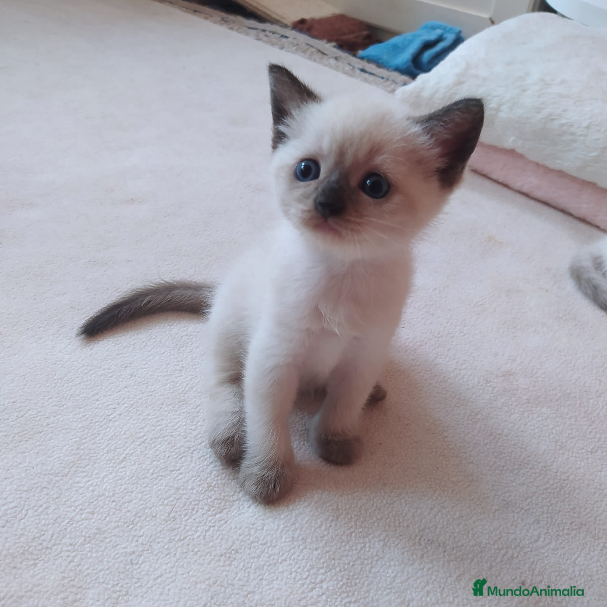 Siamés gatos Cariñosos Siameses en Madrid - Anuncio 4