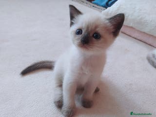 Siamés gatos Cariñosos Siameses en Madrid - Anuncio 4