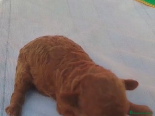 Caniche Toy perros - Anuncio 20