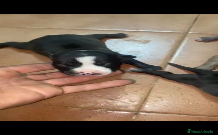 American Staffordshire-Terrier perros - Anuncio 1