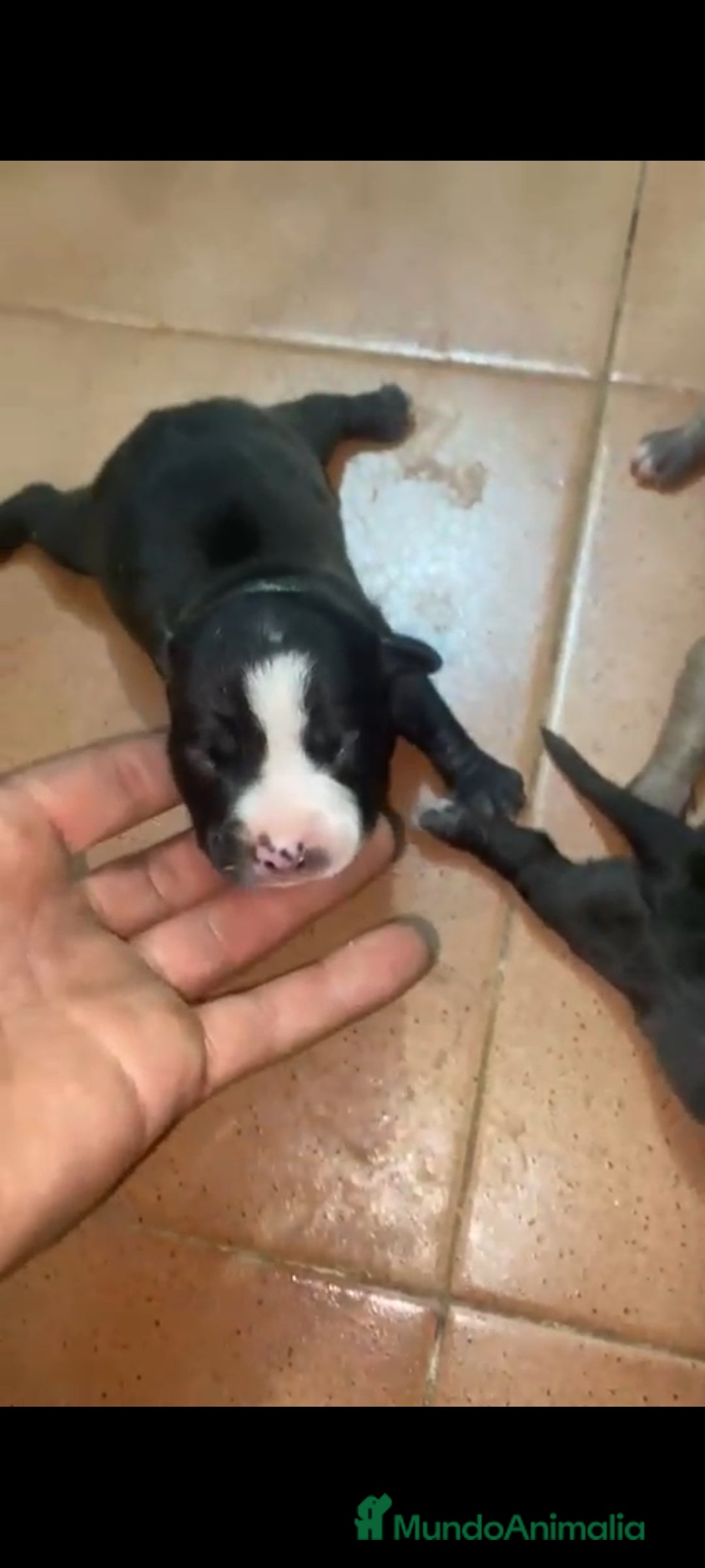 American Staffordshire-Terrier perros en venta: American Stanford  - Imagen 1