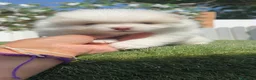 Pomerania perros en venta: POMERANIA - Anuncio 4