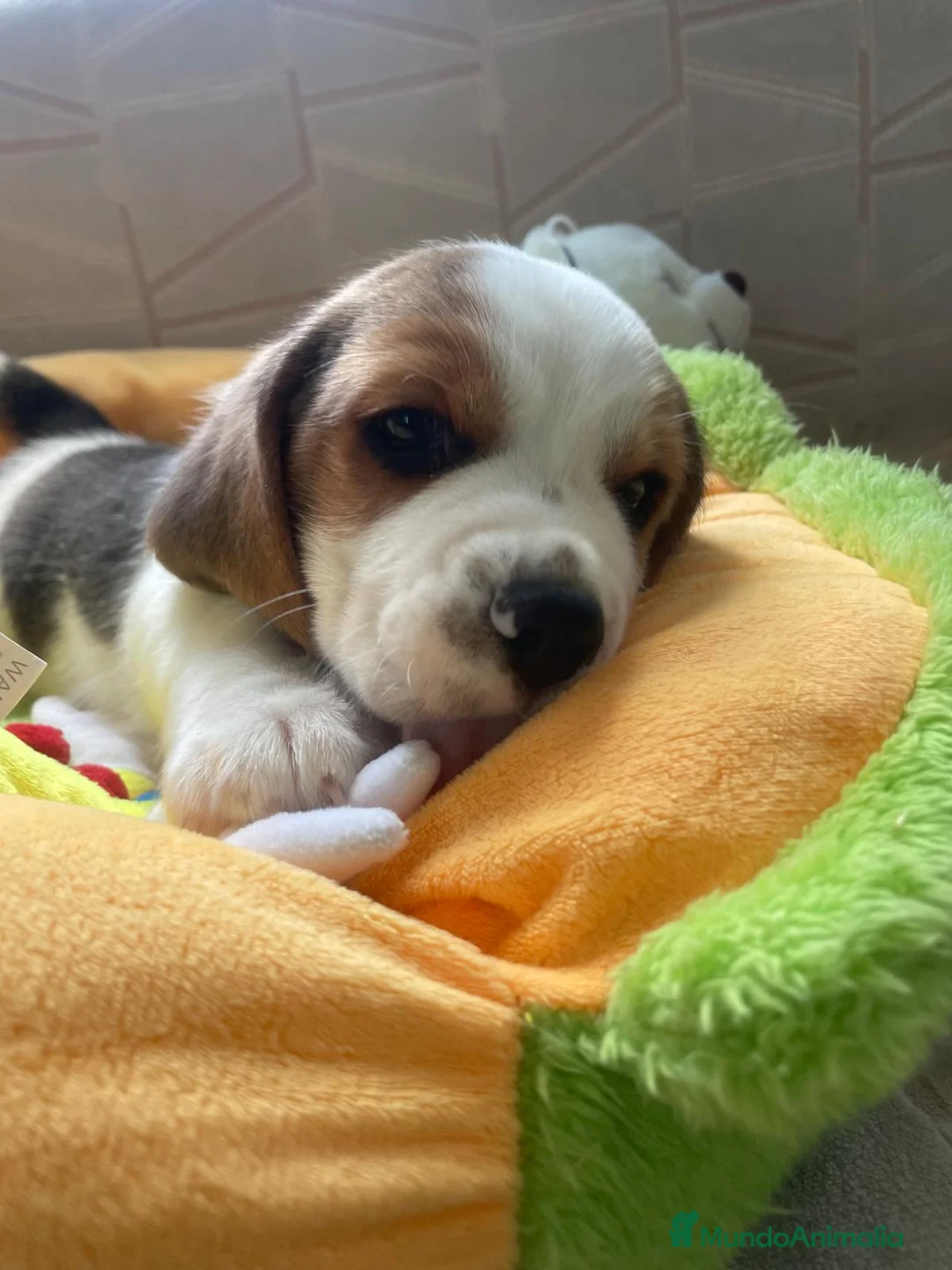 Beagle perros en venta: Bebés Beagles  - Anuncio 4