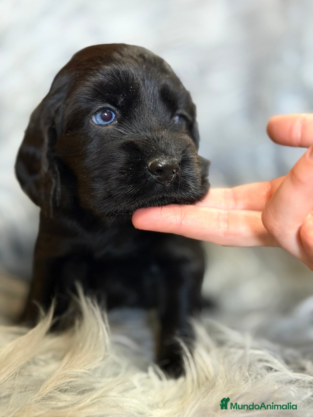 Cocker Spaniel Inglés perros en venta: Cocker inglés negro  - Anuncio 8