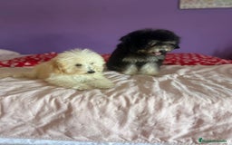 Caniche Toy perros en venta: Caniches toy !! - Imagen 6