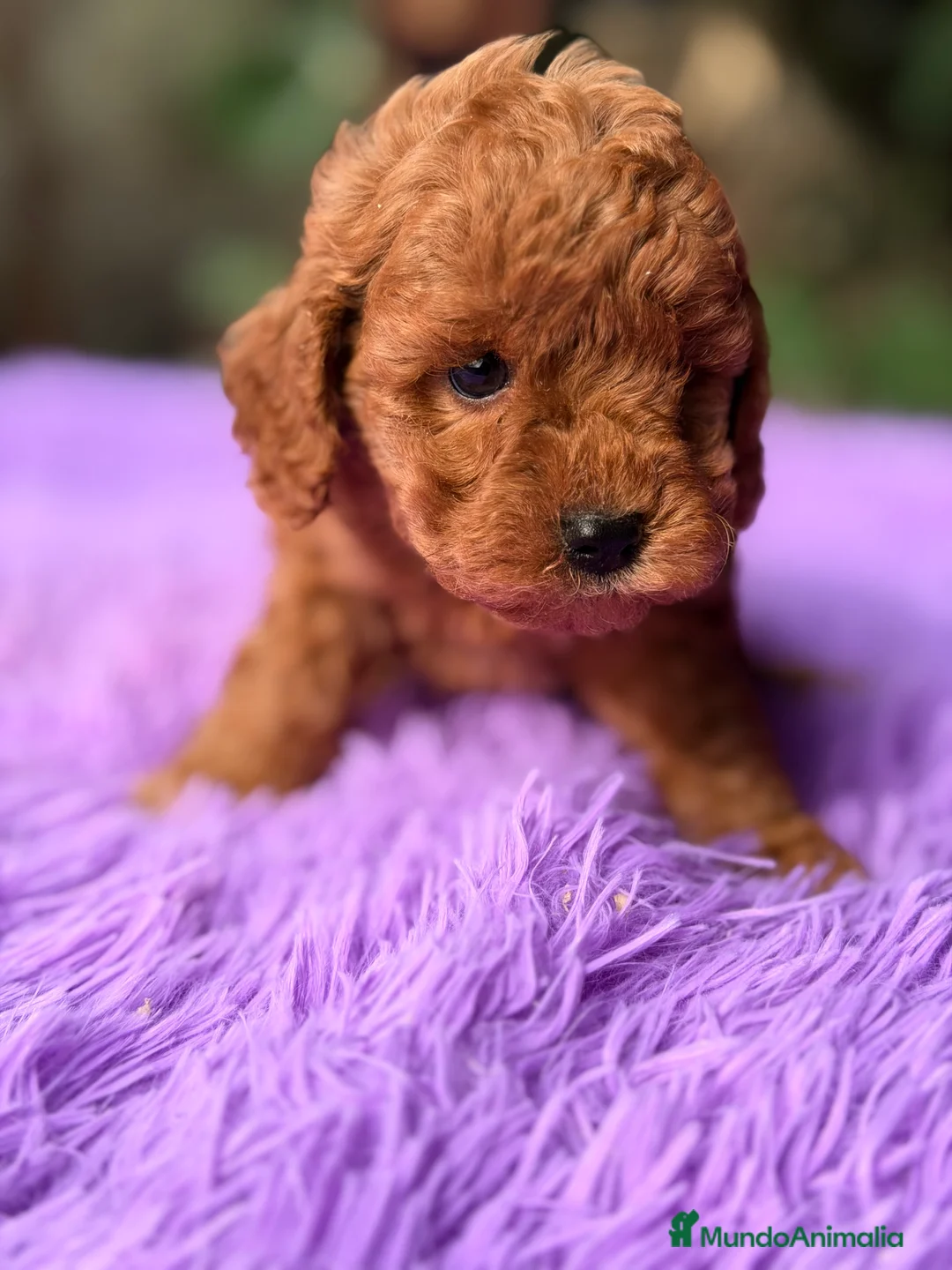 Raza Mixta perros en venta: Caniche mini  - Anuncio 4