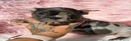 Bulldog Francés perros en venta: Bulldog frances hembra blue merle - Anuncio 3