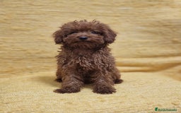 Caniche Toy perros en venta: MACHO CANICHE TOY - Imagen 1