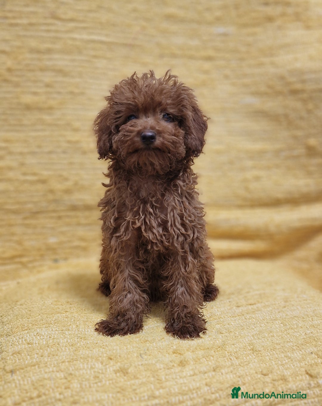 Caniche Toy perros en venta: MACHO CANICHE TOY - Imagen 1