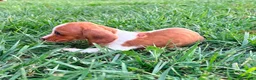Teckel Miniatura perros en venta: Teckel kaninchen  - Anuncio 20
