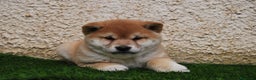 Shiba Inu perros en venta: SHIBA INU en Madrid - Anuncio 2